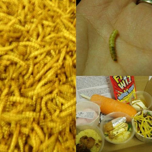 Mealworms, lambs testicles and more!